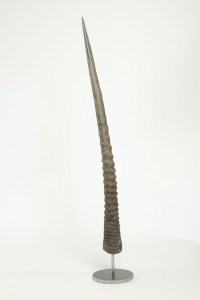 Pair of African Antelope horns mounted on base of stainless steel.