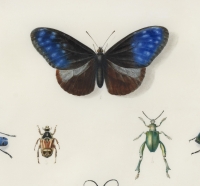Etude d’insectes sur vélin – Atelier de Maria Sibylla Merian (1647 – 1717)