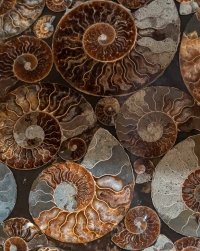 Guéridon en fer et ammonites fossilisées, années 1980