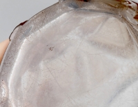 Vase « Chamois » verre blanc patiné sépia de René LALIQUE