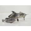 Monumental Poisson "Carpe " en argent massif Monumental Poisson "Carpe " en argent massif