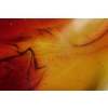 René Lalique Coupe « Martigues » Rouge Orangée | Biron René Lalique Coupe "Martigues" Rouge Orangée