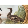 Paire de gouaches ovales figurant des oiseaux dans la nature, XIXe siècle