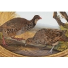 Paire de gouaches ovales figurant des oiseaux dans la nature, XIXe siècle