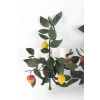 Paire d’appliques « Citrons et Grenades », Maison Honoré France, 1960 | Biron Paire d’appliques "Citrons et Grenades", Maison Honoré France, 1960