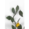 Paire d’appliques « Citrons et Grenades », Maison Honoré France, 1960 | Biron Paire d’appliques "Citrons et Grenades", Maison Honoré France, 1960
