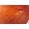 Vase « Formose » verre rouge orangé de René LALIQUE