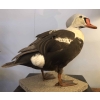 Eider à tête grise naturalisé, taxidermie. | Biron ||||||