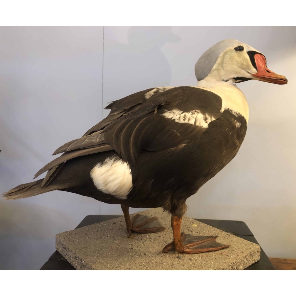 Eider à tête grise naturalisé, taxidermie. | Biron ||||||