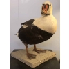 Eider à tête grise naturalisé, taxidermie. | Biron Eider à tête grise naturalisé, taxidermie.