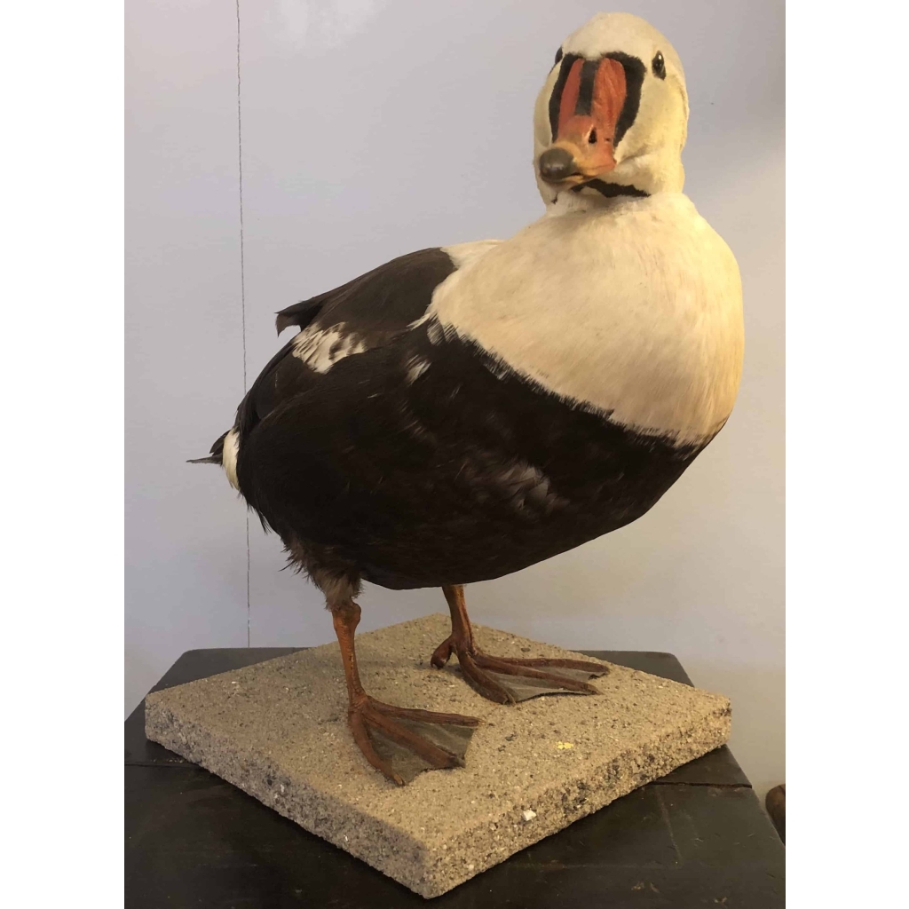Eider à tête grise naturalisé, taxidermie. | Biron Eider à tête grise naturalisé, taxidermie.