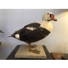 Eider à tête grise naturalisé, taxidermie. | Biron Eider à tête grise naturalisé, taxidermie.