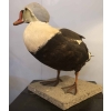 Eider à tête grise naturalisé, taxidermie. | Biron Eider à tête grise naturalisé, taxidermie.