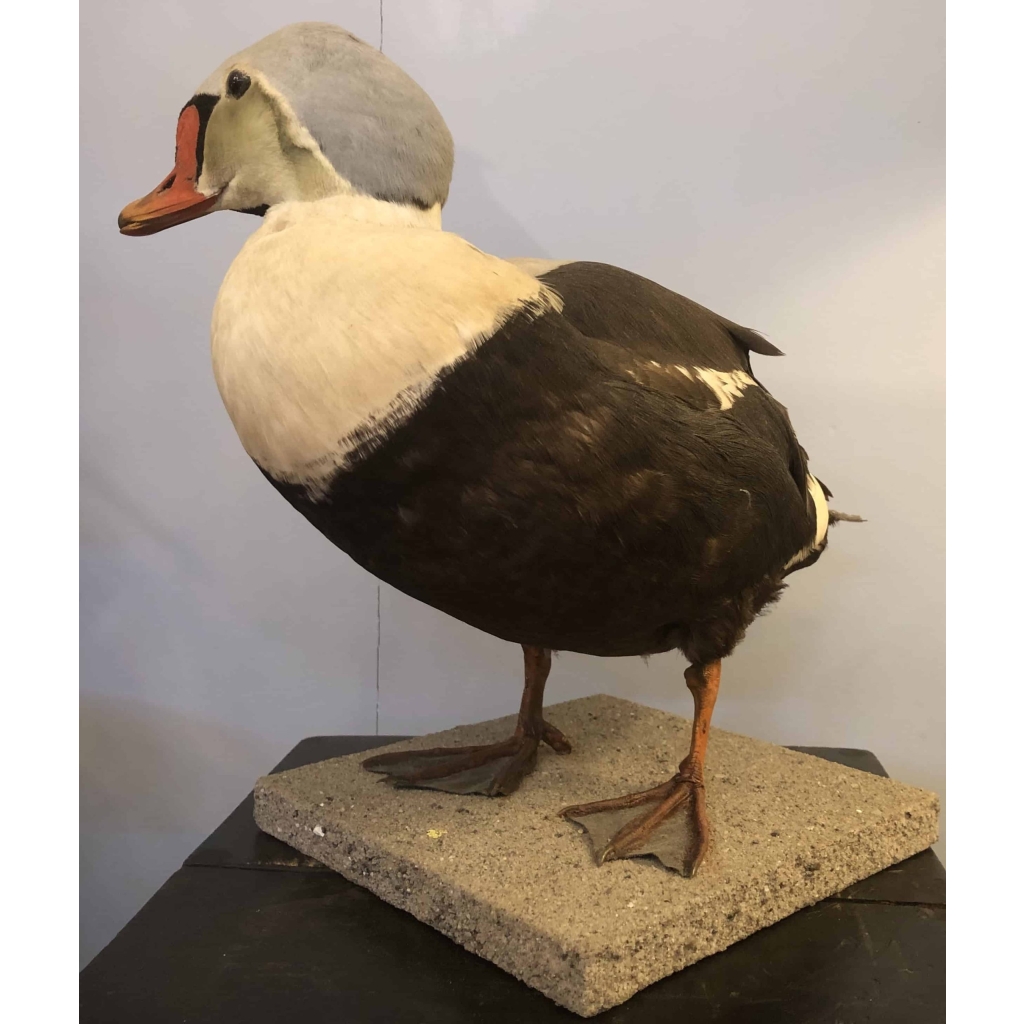 Eider à tête grise naturalisé, taxidermie. | Biron Eider à tête grise naturalisé, taxidermie.