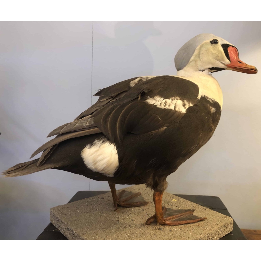 Eider à tête grise naturalisé, taxidermie. | Biron Eider à tête grise naturalisé, taxidermie.