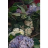 Angelina Drumaux 1881-1959. Les Lilas.