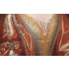 Elisabeth de Thomassin – Attribué à Henri Gascard (1635 – 1701) | Biron Elisabeth de Thomassin – Attribué à Henri Gascard (1635 – 1701)