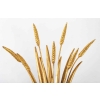 1960 Paire d’Appliques maison FlorArt | Biron 1960 Paire d'Appliques maison FlorArt