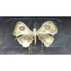 1970′ Table Basse Papillon Éclairante DLG de Duval Brasseur ou Isabelle Faure Pour Honoré de Paris 125 X 80 cm | Biron |||||||||
