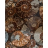 Guéridon en fer et ammonites fossilisées, années 1980 | Biron Guéridon en fer et ammonites fossilisées, années 1980