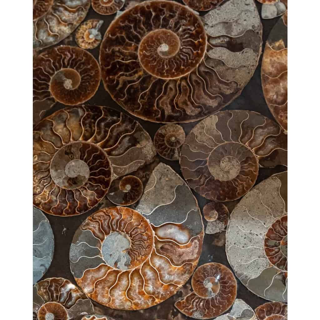 Guéridon en fer et ammonites fossilisées, années 1980 | Biron Guéridon en fer et ammonites fossilisées, années 1980