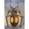 1970′ Table Basse Ou Applique Scarabée Éclairante DLG de Duval Brasseur ou Isabelle Faure Pour Honoré de Paris 90 X 63 c | Biron |||||||||||||||||||