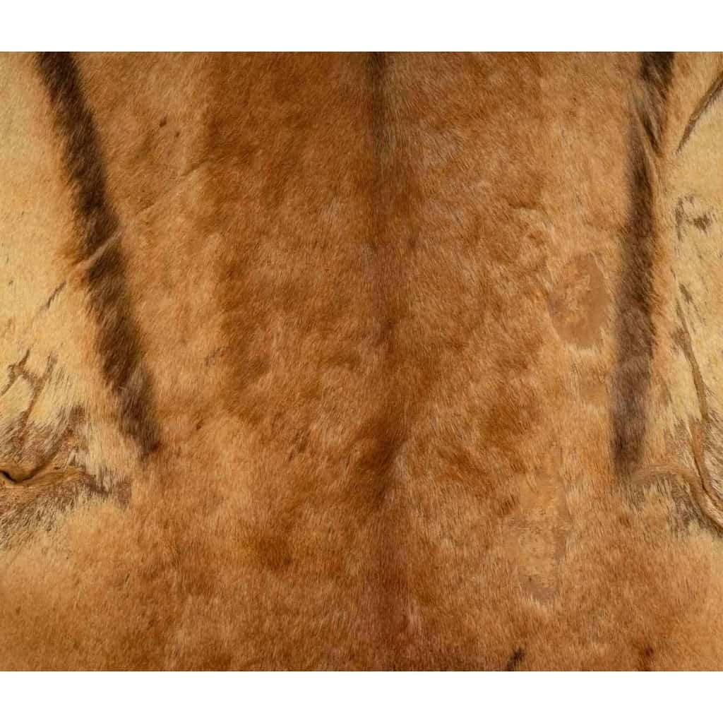 Peau de bête ancienne pour décoration murale | Biron Peau de bête ancienne pour décoration murale