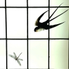 Vitrail vitraux iris et pavots | Biron Vitrail vitraux iris et pavots