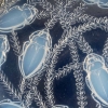 Boite « Cléones » verre opalescent de René LALIQUE | Biron Boite "Cléones" verre opalescent de René LALIQUE