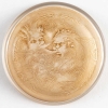 Cendrier "Deux Zéphyrs" verre blanc patiné sépia de René LALIQUE