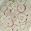 Service de Table « Pâquerettes » porcelaine céladon de Suzanne LALIQUE pour Haviland | Biron Service de Table "Pâquerettes" porcelaine céladon de Suzanne LALIQUE pour Haviland