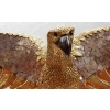 1970′ Lampe A L’Aigle Avec Ailes Déployées En Bronze Ornées De Mica Violet Style Duval Brasseur Éclairante Signée Isabel | Biron 1970′ Lampe A L’Aigle Avec Ailes Déployées En Bronze Ornées De Mica Violet Style Duval Brasseur Éclairante Signée Isabel