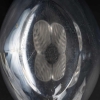 Maison Lalique Vase Modèle "Osumi" crée par Marie Claude Lalique (descendante de René Lalique)