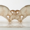Boîte « Deux Chèvres » verre blanc patiné sépia de René LALIQUE | Biron Boîte "Deux Chèvres" verre blanc patiné sépia de René LALIQUE