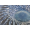 Coupe « Algues » verre opalescent de René LALIQUE | Biron Coupe "Algues" verre opalescent de René LALIQUE