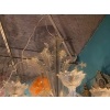 1950′ Lustre Cristal Murano Avec Inclusions Feuilles d’Or 6 Branches | Biron 1950′ Lustre Cristal Murano Avec Inclusions Feuilles d’Or 6 Branches