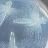 Boîte « Libellules » verre opalescent de René LALIQUE | Biron Boîte "Libellules" verre opalescent de René LALIQUE