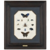 Etude d’insectes sur vélin – Atelier de Maria Sibylla Merian (1647 – 1717) | Biron ||||||||