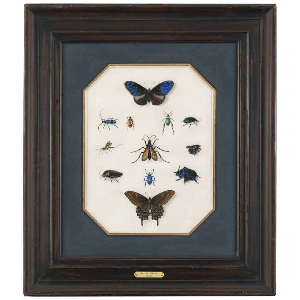 Etude d’insectes sur vélin – Atelier de Maria Sibylla Merian (1647 – 1717) | Biron ||||||||