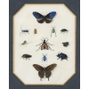 Etude d’insectes sur vélin – Atelier de Maria Sibylla Merian (1647 – 1717) | Biron Etude d’insectes sur vélin – Atelier de Maria Sibylla Merian (1647 – 1717)