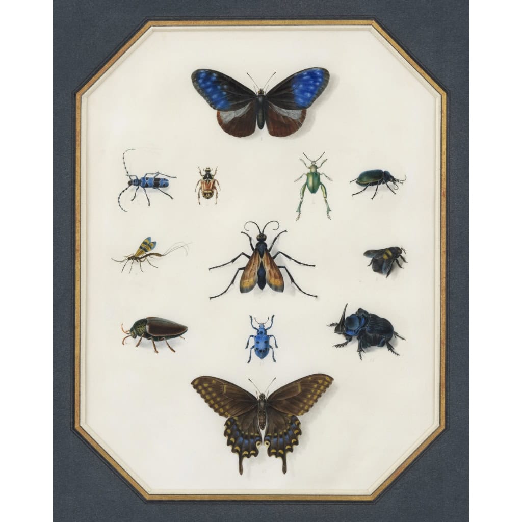 Etude d’insectes sur vélin – Atelier de Maria Sibylla Merian (1647 – 1717) | Biron Etude d’insectes sur vélin – Atelier de Maria Sibylla Merian (1647 – 1717)