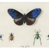 Etude d’insectes sur vélin – Atelier de Maria Sibylla Merian (1647 – 1717) | Biron Etude d’insectes sur vélin – Atelier de Maria Sibylla Merian (1647 – 1717)