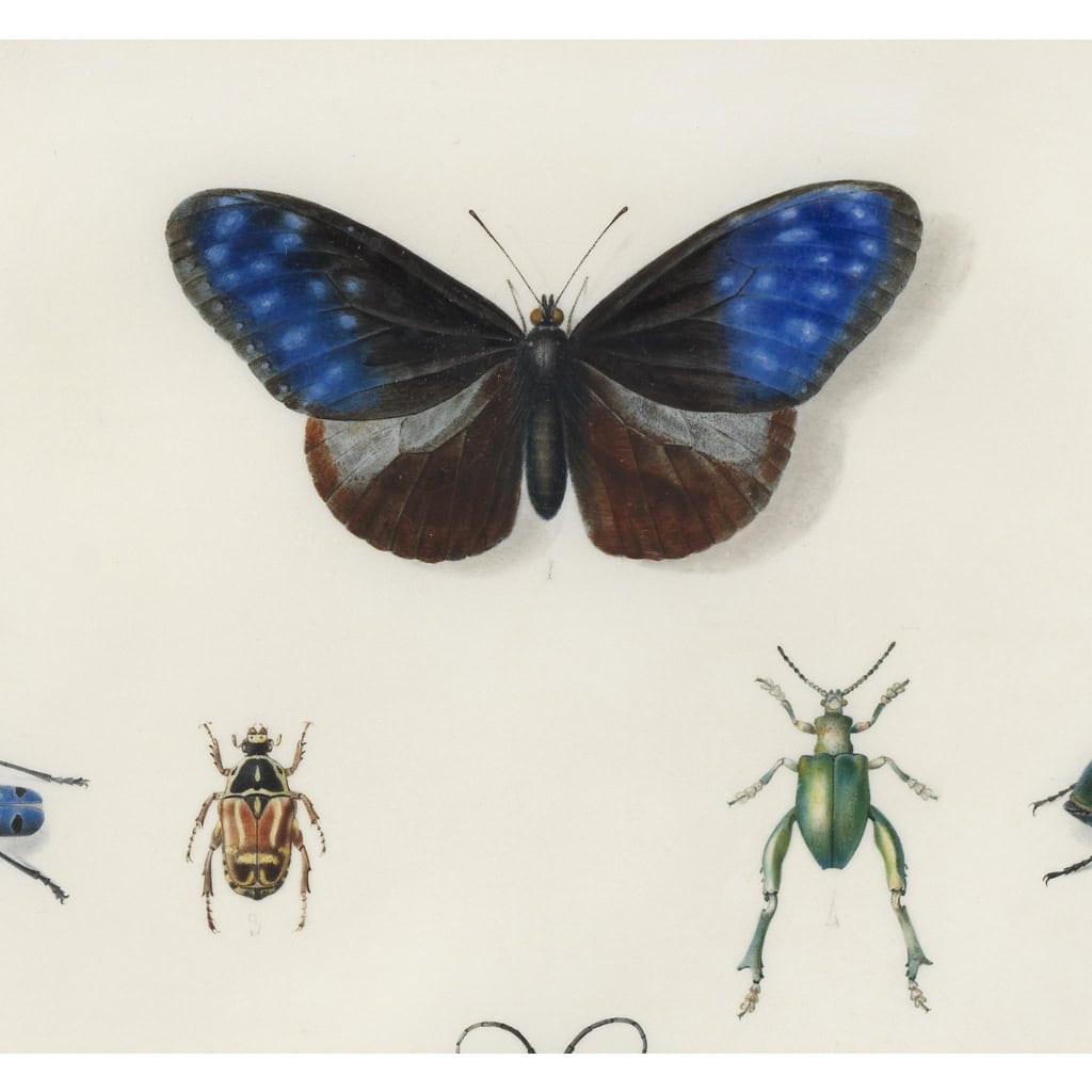 Etude d’insectes sur vélin – Atelier de Maria Sibylla Merian (1647 – 1717) | Biron Etude d’insectes sur vélin – Atelier de Maria Sibylla Merian (1647 – 1717)