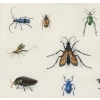 Etude d’insectes sur vélin – Atelier de Maria Sibylla Merian (1647 – 1717) | Biron Etude d’insectes sur vélin – Atelier de Maria Sibylla Merian (1647 – 1717)