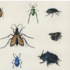 Etude d’insectes sur vélin – Atelier de Maria Sibylla Merian (1647 – 1717) | Biron Etude d’insectes sur vélin – Atelier de Maria Sibylla Merian (1647 – 1717)
