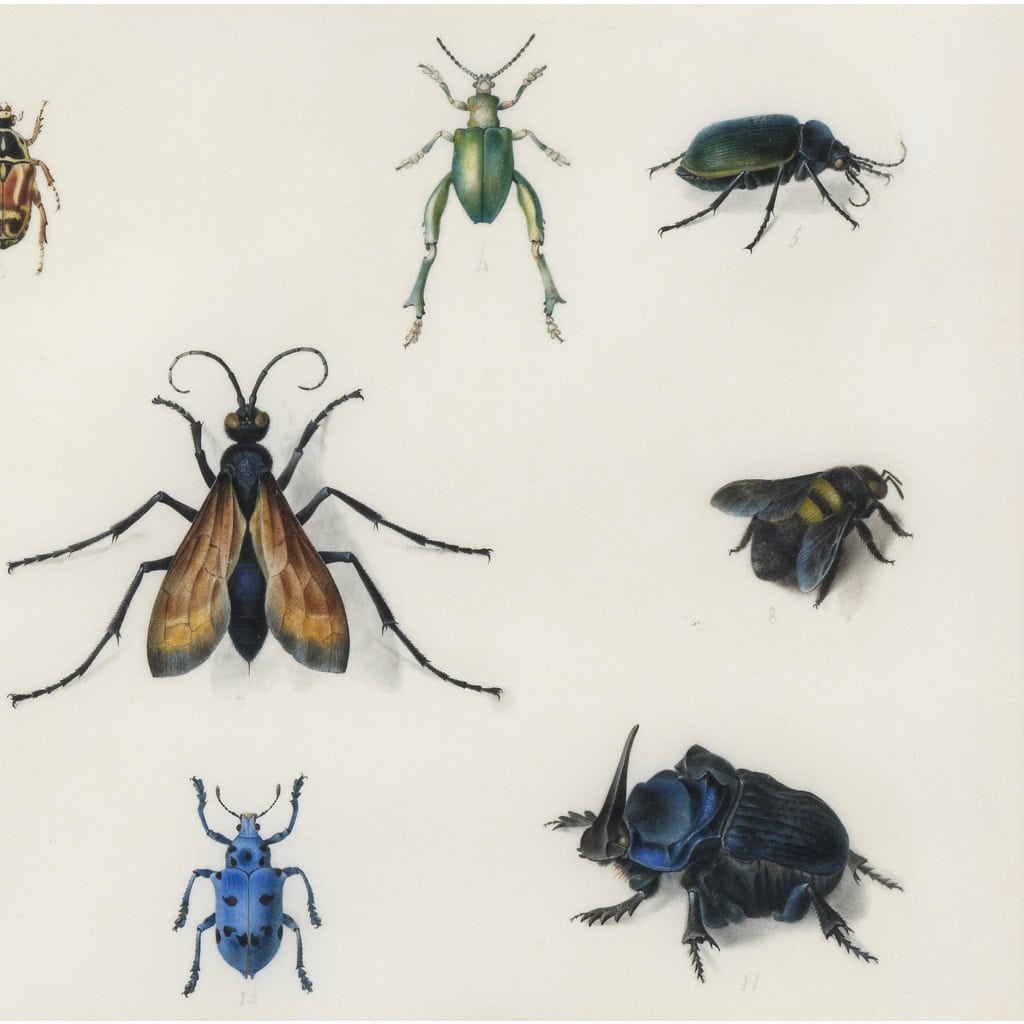 Etude d’insectes sur vélin – Atelier de Maria Sibylla Merian (1647 – 1717) | Biron Etude d’insectes sur vélin – Atelier de Maria Sibylla Merian (1647 – 1717)