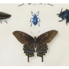 Etude d’insectes sur vélin – Atelier de Maria Sibylla Merian (1647 – 1717) | Biron Etude d’insectes sur vélin – Atelier de Maria Sibylla Merian (1647 – 1717)