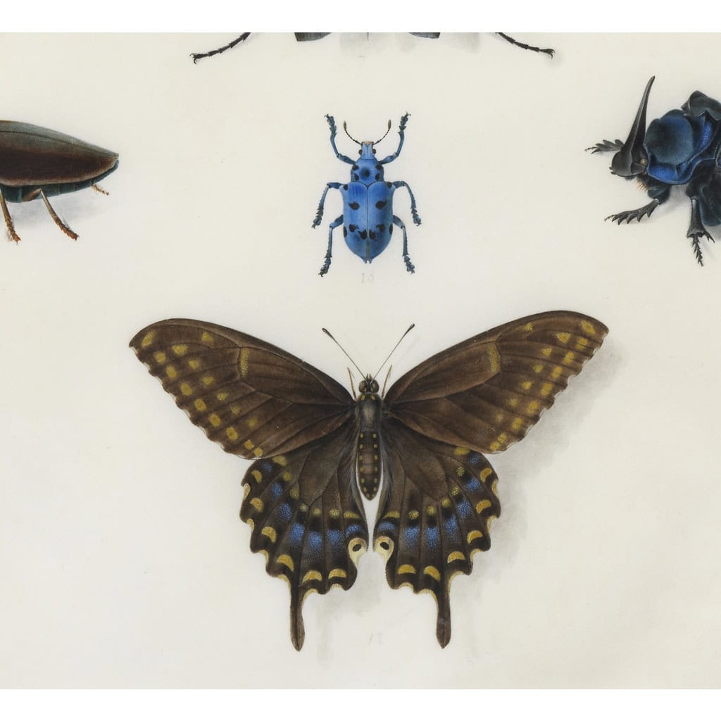 Etude d’insectes sur vélin – Atelier de Maria Sibylla Merian (1647 – 1717) | Biron Etude d’insectes sur vélin – Atelier de Maria Sibylla Merian (1647 – 1717)