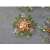 1970′ Paire de Plafonniers ou Appliques à Décor de Fleurs et Feuilles en Métal Doré Style Maison Baguès ou Banci Feuilles en Verre de Couleur Verte | Biron 1970′ Paire de Plafonniers ou Appliques à Décor de Fleurs et Feuilles en Métal Doré Style Maison Baguès ou Banci Feuilles en Verre de Couleur Verte