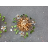 1970′ Paire de Plafonniers ou Appliques à Décor de Fleurs et Feuilles en Métal Doré Style Maison Baguès ou Banci Feuilles en Verre de Couleur Verte | Biron 1970′ Paire de Plafonniers ou Appliques à Décor de Fleurs et Feuilles en Métal Doré Style Maison Baguès ou Banci Feuilles en Verre de Couleur Verte